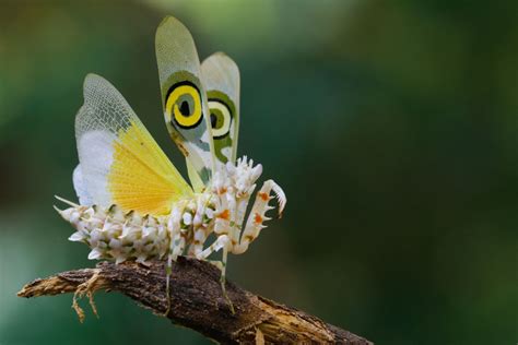 11 Colorful Crawlers More Beautiful Than Butterflies