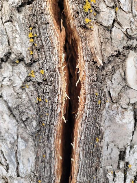 Exploding Tree Cold 的图像结果