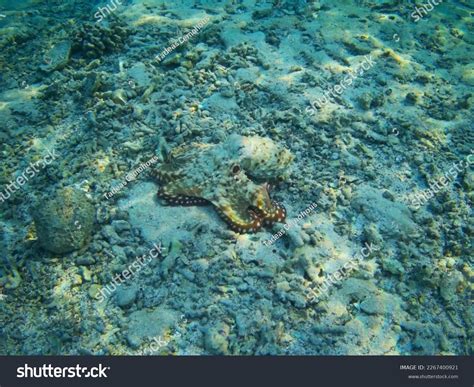 Image result for Octopus Colour