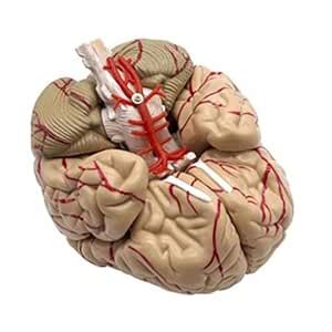 Enakshi Human Anatomical Brain Epiphysis Dissection Medical Organ Teach ...
