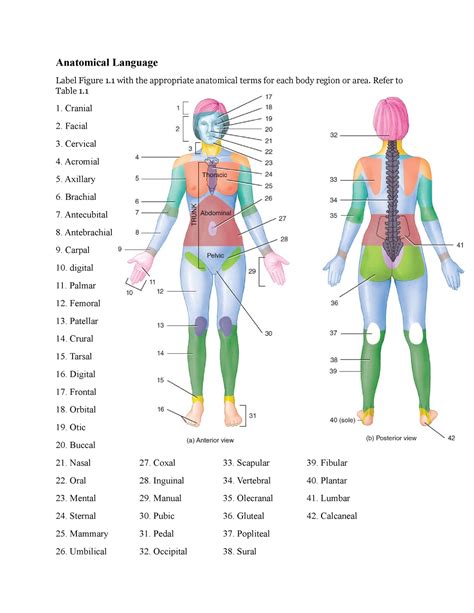 Anatomical Regions Of The Body Quiz at Michiko Durbin blog
