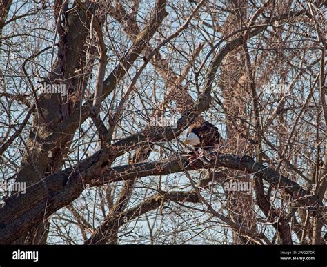 Bald Eagle migration through the Loess Bluffs National Wildlife Refuge ...