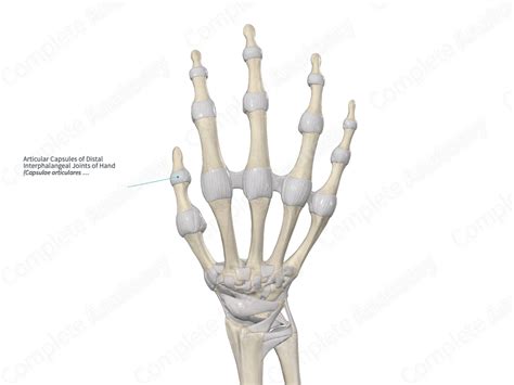 Articular Capsules of Distal Interphalangeal Joints of Hand | Complete ...