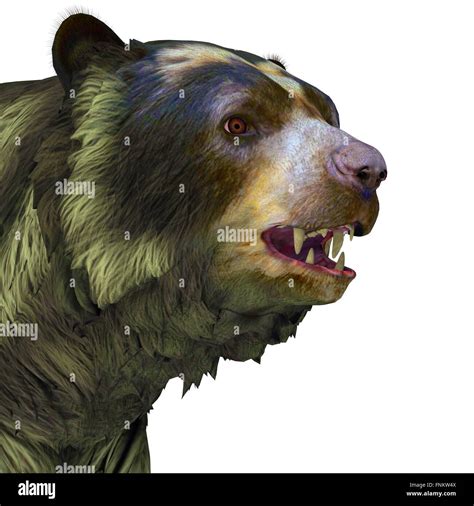 Short Faced Bear Size