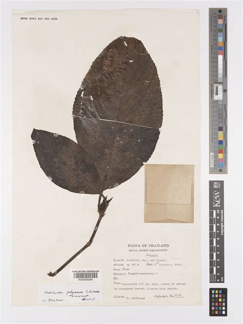 Strobilanthes polyneuros C.B.Clarke ex W.W.Sm. | Plants of the World ...