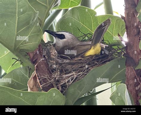 Nest of bulbul bird hi-res stock photography and images - Alamy