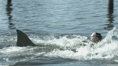 Media - Zombie Shark