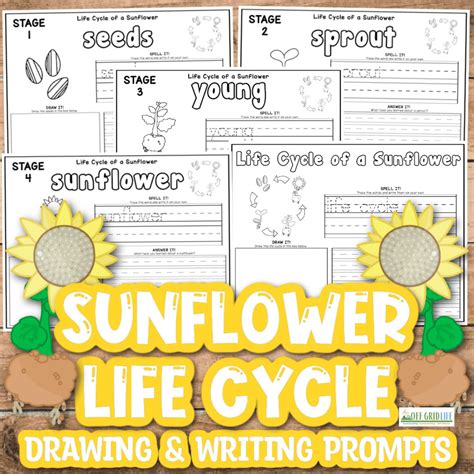 Sunflower Life Cycle