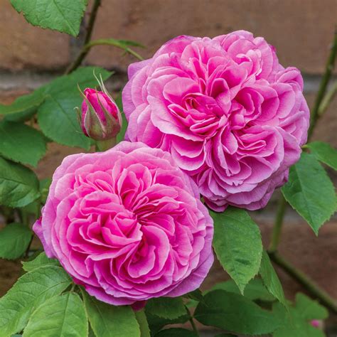 Most Fragrant Climbing Roses - David Austin Roses
