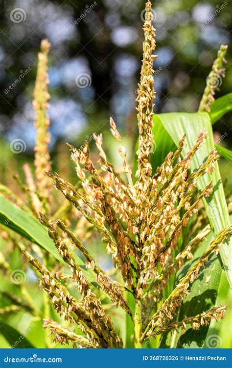 Seeds on a Stalk of Corn, Close-up. Stock Photo - Image of corn, young ...