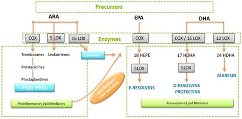 Narrative Review of Chronic Inflammation in Uterine Myoma: Lack of ...