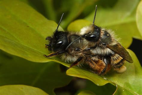 Mason Bee – wildlifemacro