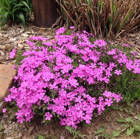 Creeping Phlox: A Beautiful Ground Cover