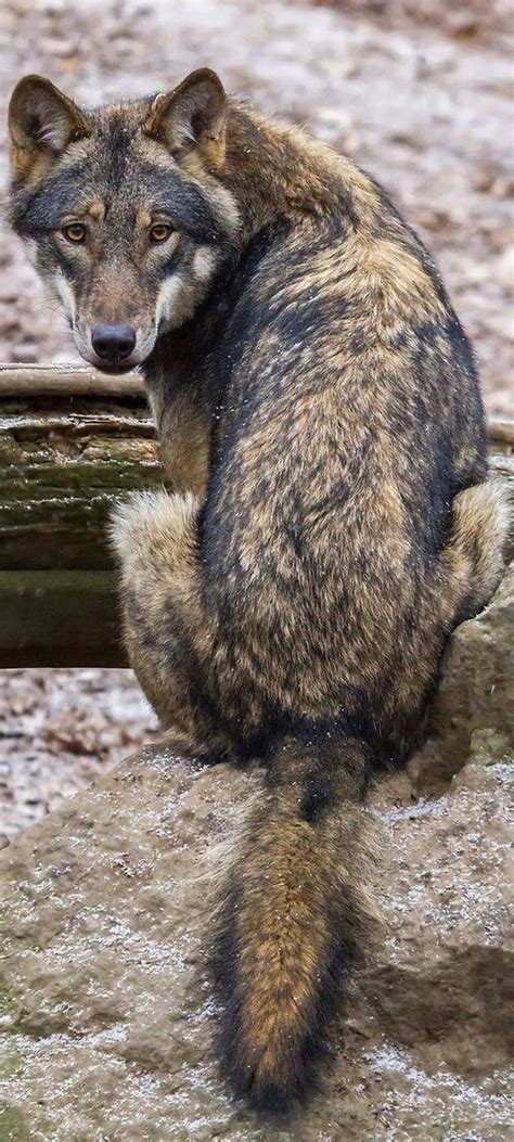 Eurasian Wolf in the Woods | Wolf sitting back, Wolf sitting up, Wolf ...