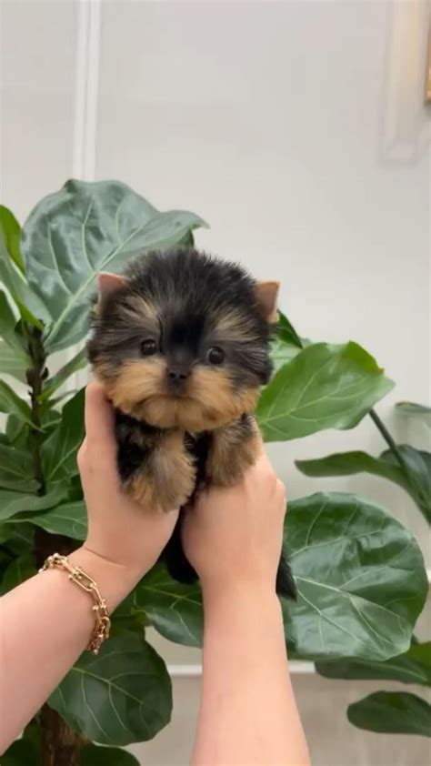How much does a yorkie and teacup yorkies cost – Artofit