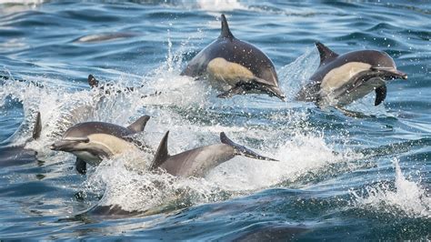 The Different Types of Dolphins – Harbor Breeze