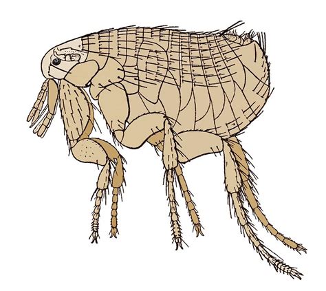 Image result for Xampp MySQL Database