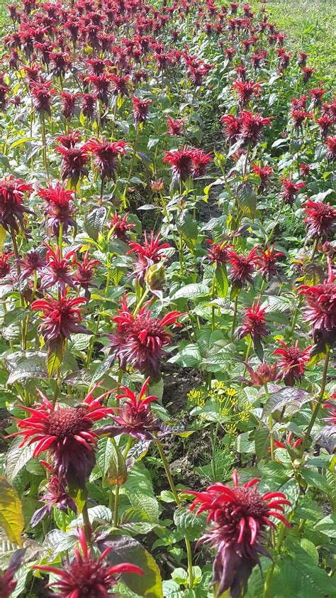 Scarlet Bee Balm Seeds- Hand Cleared, Perennial Herb, Monarda Didyma ...