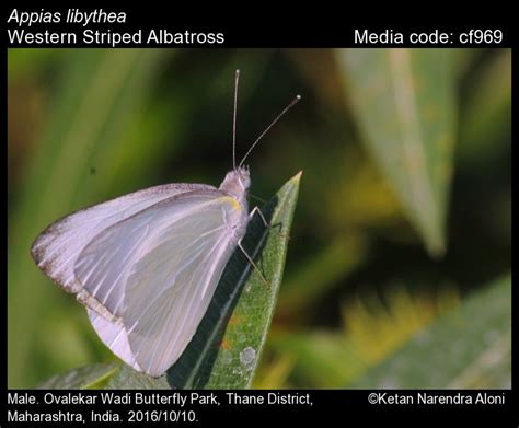 Appias libythea | Butterfly