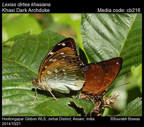 Lexias dirtea | Butterfly