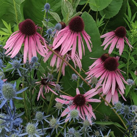 Image result for Micthell Alaina Homework