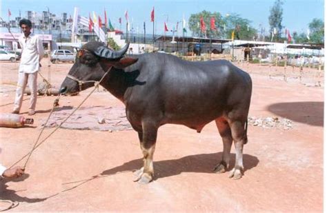 Surti | Dairy Knowledge Portal