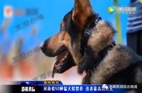 沈阳三环内禁养48种犬(组图)-搜狐新闻
