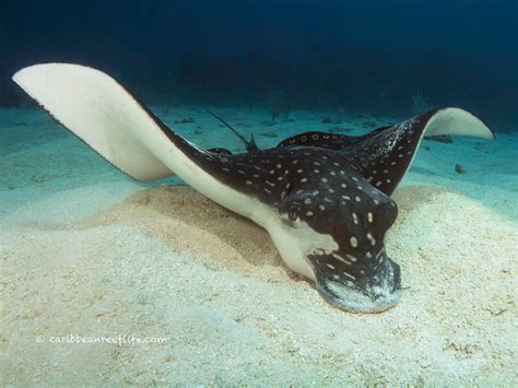 Spotted Eagle Ray Facts