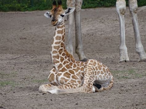 How Do Giraffes Sleep? | Save Giraffes Now