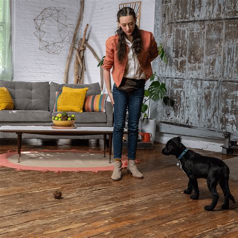 Impulse Control Exercises for Dogs 的图像结果