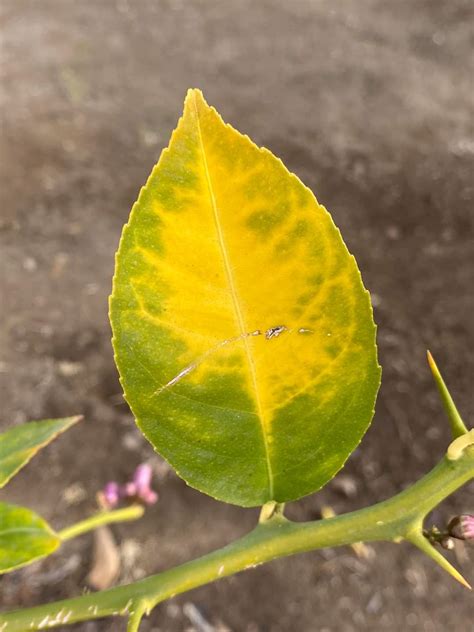 How to Treat Lemon Tree Yellow Leaves? (Causes and Solutions) - Plants ...