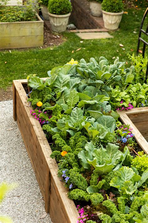 Vegetable Garden Layout With Companion Planting Design Vegetable