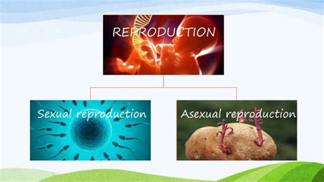 Image result for How Do Organisms Reproduce Class 10 Explanation