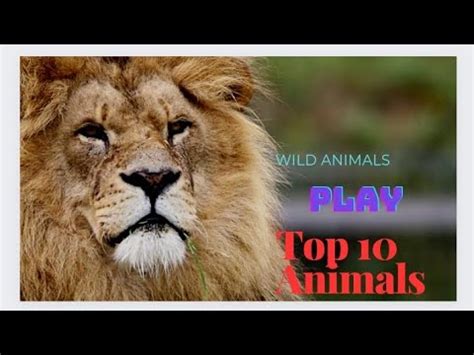 Image result for Watchmojo.com Top 10 Animals