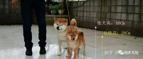 柴犬价格多少钱一只?养柴犬有哪些注意事项?-宠物王