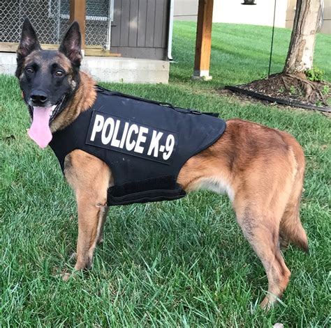 Blog Post | How a K9 Cop Stays Cool in His Ride | Car Talk