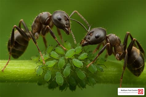 Carpenter Ants in Garden Bed: Best 1 Expert Guide