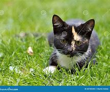 Image result for Kitten in a Tea Cup