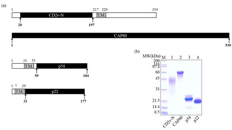 A Robust Quadruple Protein-Based Indirect ELISA for Detection of ...