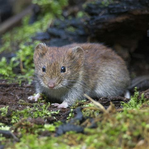 How To Get Rid Of Voles In Your Yard