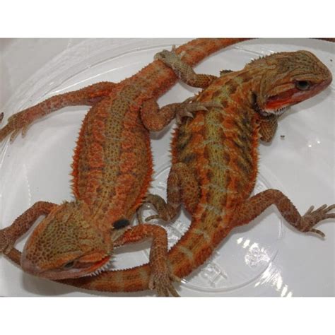 Bearded Dragon Colors
