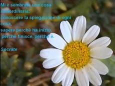 frasi e fiori fiori con frasi frasi e fiori fiori con frasi