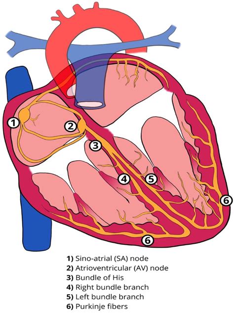 Image result for Cardiac Conduction System Disorders
