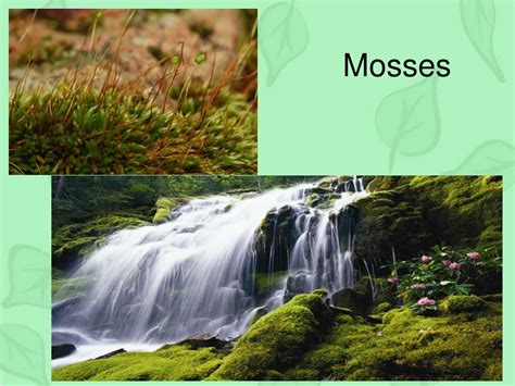 Plant Classifications Explained 的图像结果