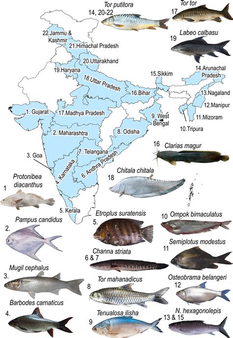 Types Of Fishes With Pictures And Names In India Pdf - Infoupdate.org