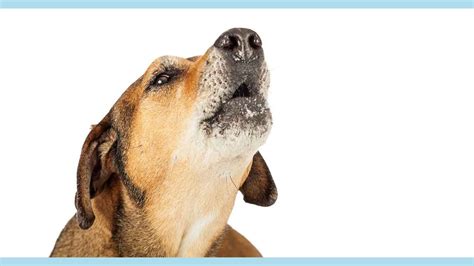 Image result for Dogs Barking