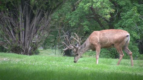 Deer Eating Grass 151 Deer Eating Grass Stock Vectors And Vector Art