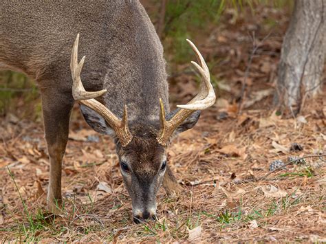 Should You Rinse a Deer After Gutting - The Deer Hunting