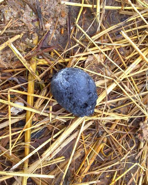 Image result for Types of Chicken Poop