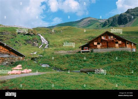Alpine pigs hi-res stock photography and images - Alamy